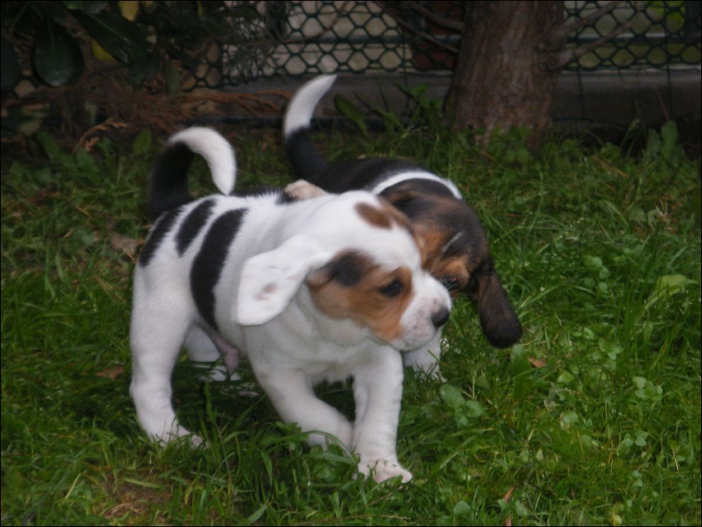 cuccioli amelie-58